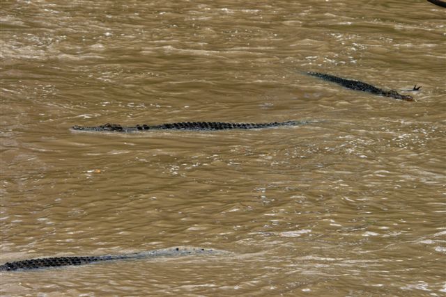 Crocs at Cahill Crossing (56).JPG
