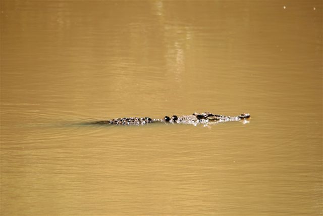 Crocs at Cahill Crossing (6).JPG