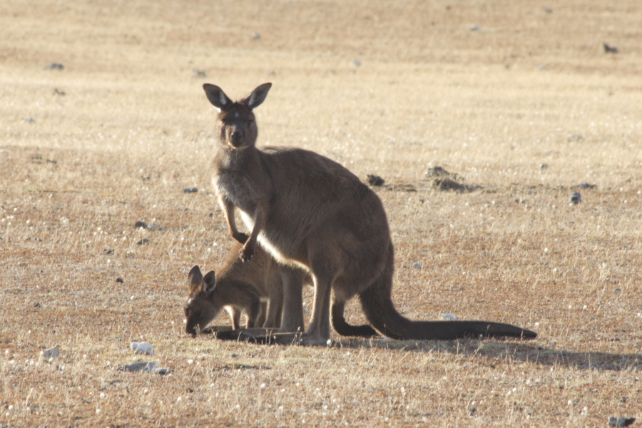 Kangaroo Island Kangaroos