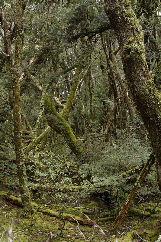 Temperate rainforest