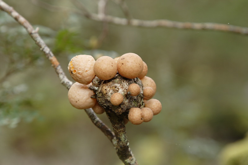 Fungal growth on myrtle beech tree