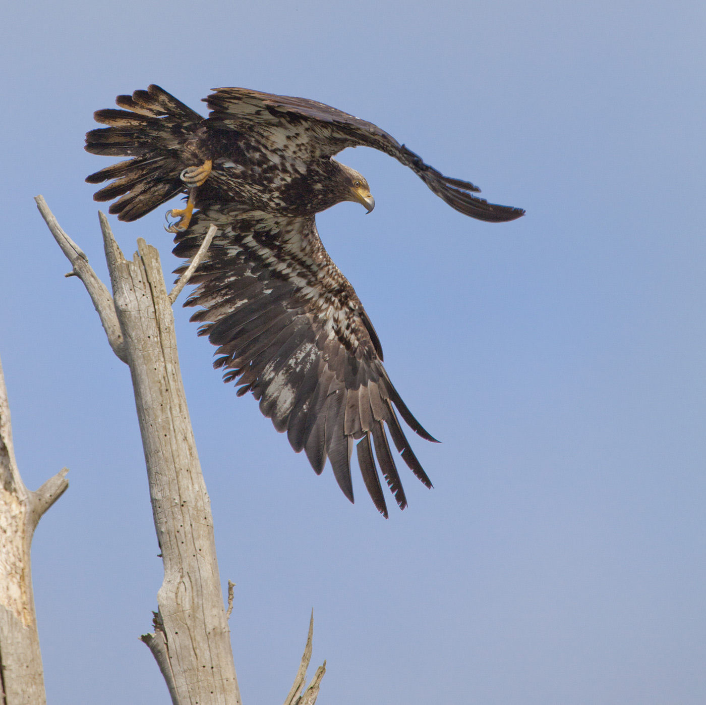 Immature Bald Eagle