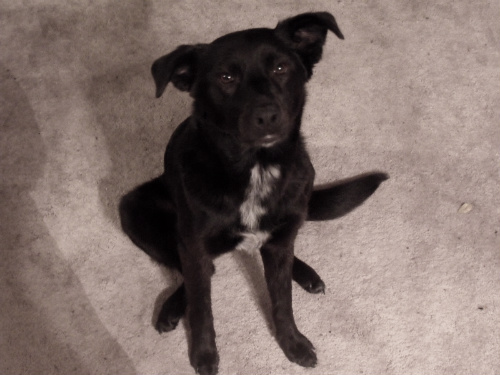Good Girl