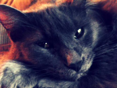 Mistress MuShu