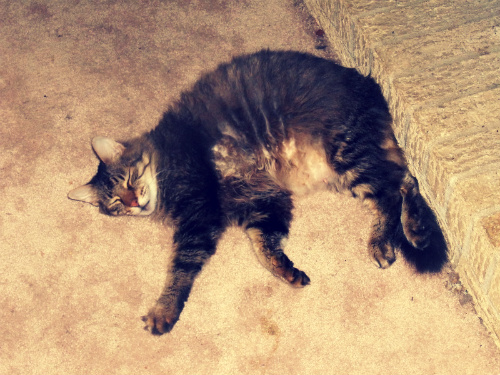 Hot Kitty