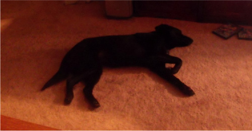 Puppy puddle