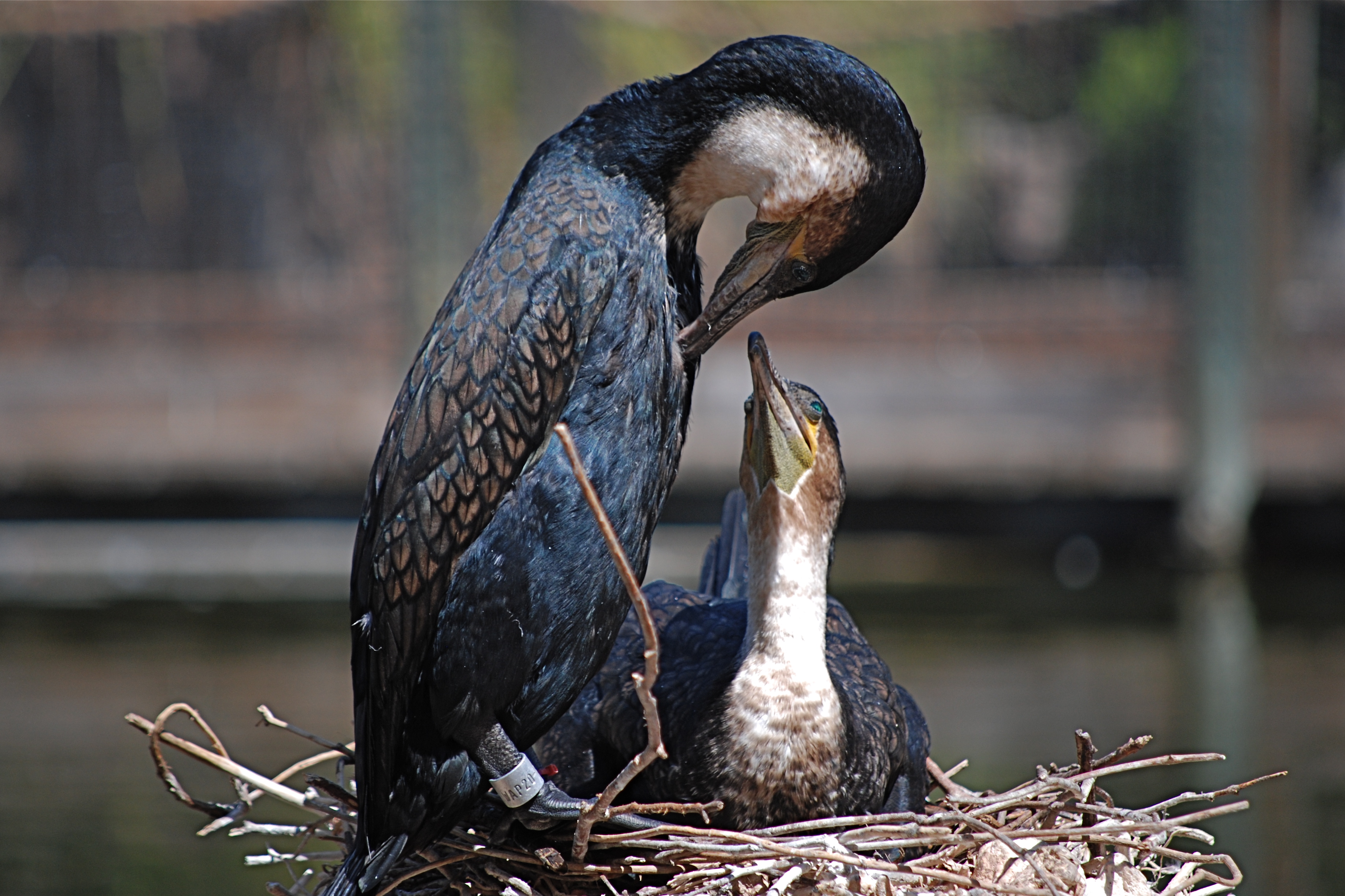 Cormorants