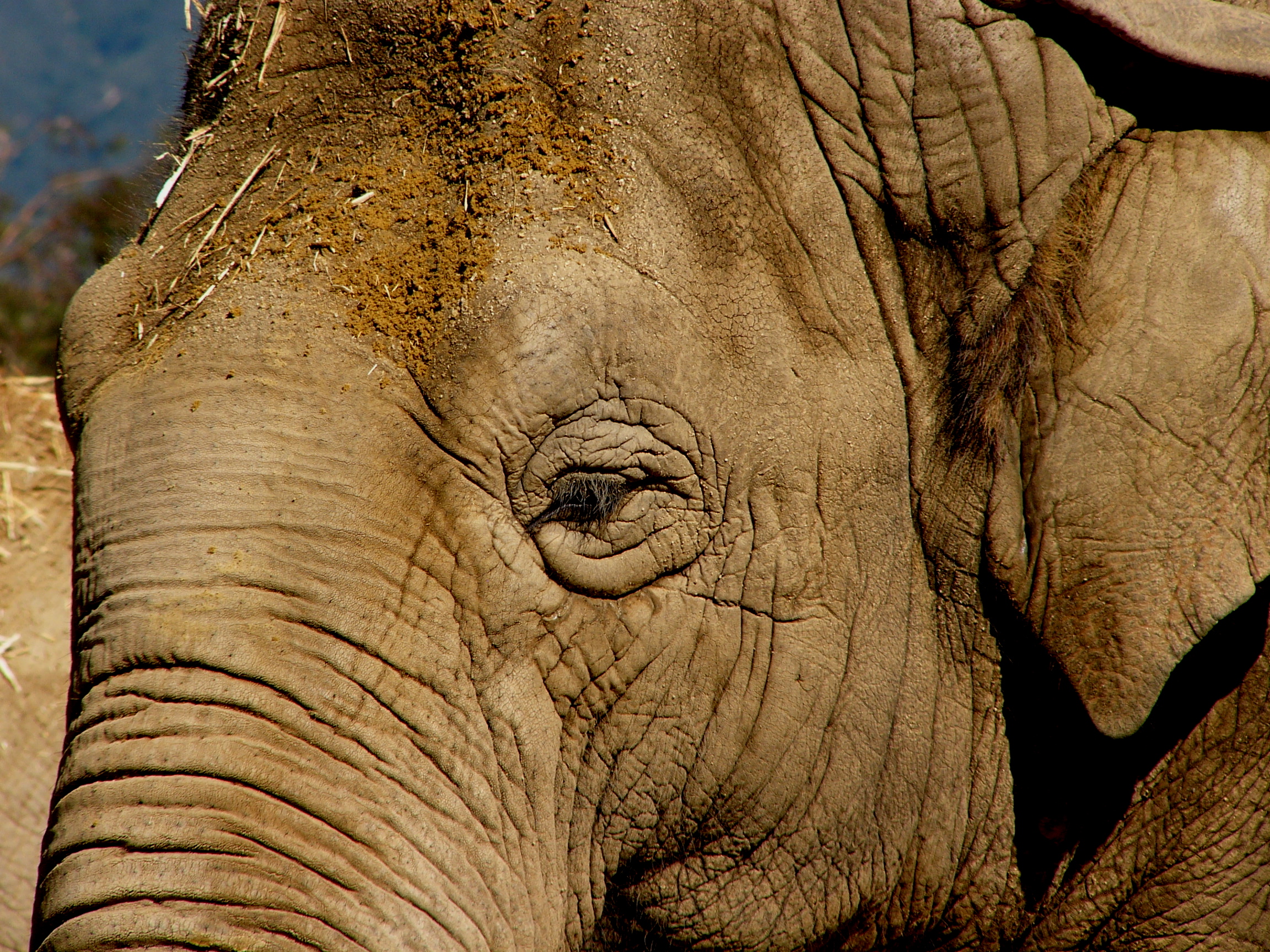 Elephant at Santa Barbara Zoo