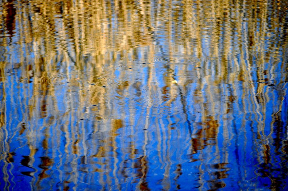 Reflected Reeds