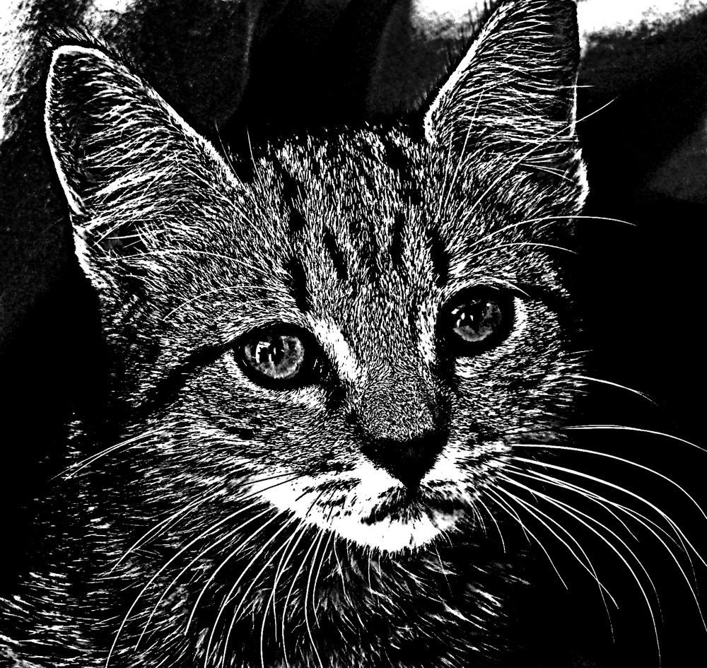 Etch-a-Sketch Kitty