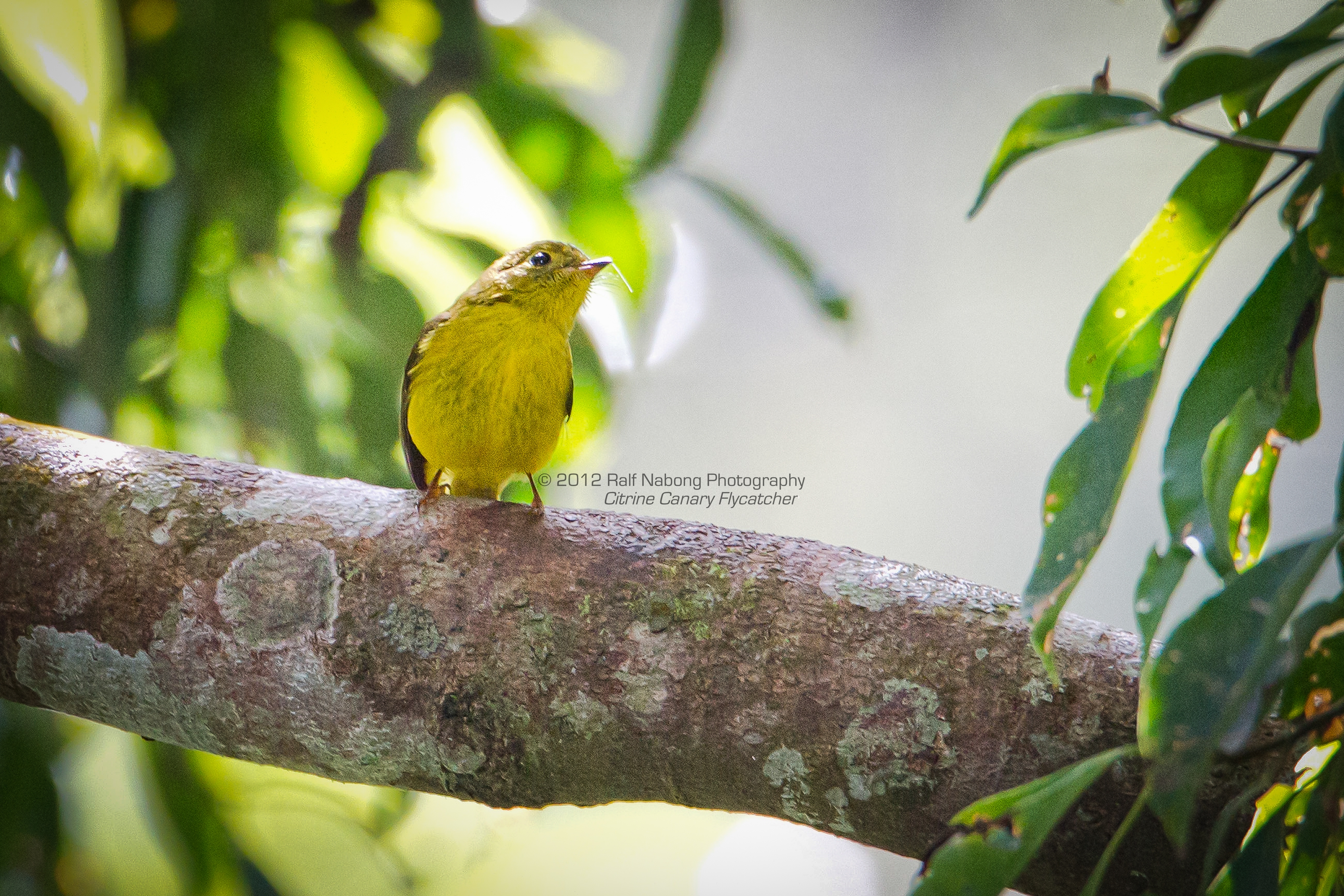 Citrine Canary Flycatcher