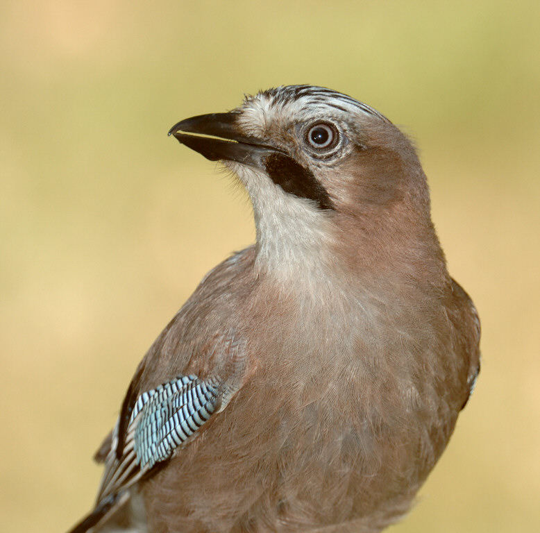 Jay 02.jpg