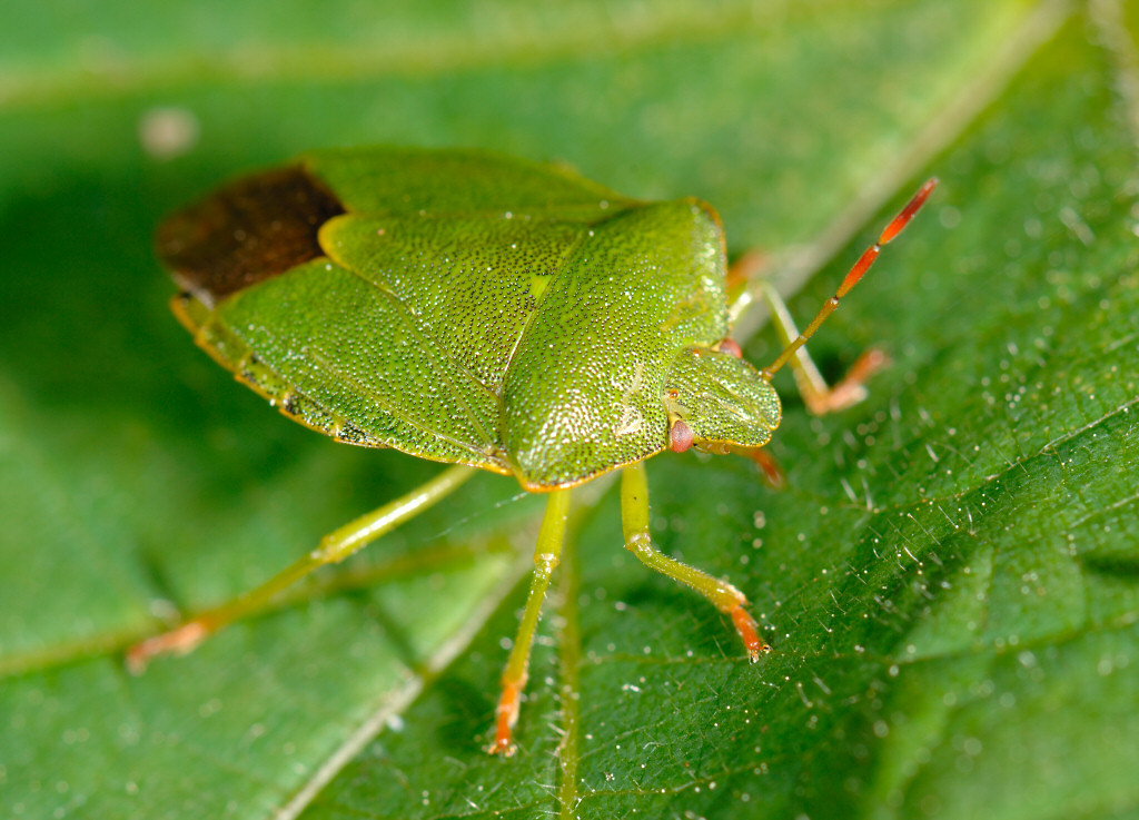 Stinkbug 01.jpg