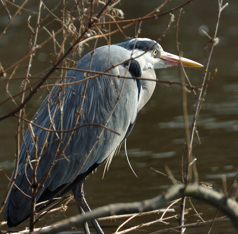 Heron 22.jpg