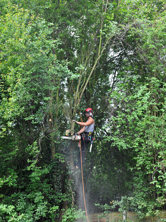 TreeSurgery280612_ 09.jpg