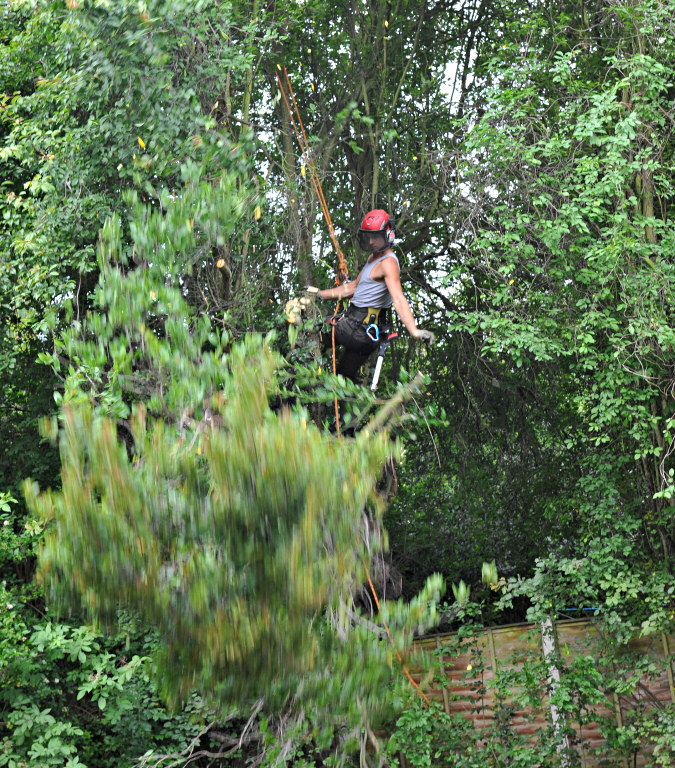 TreeSurgery280612_ 11.jpg