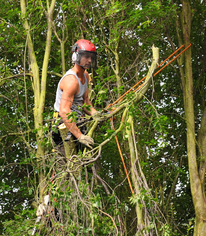 TreeSurgery280612_ 17b.jpg