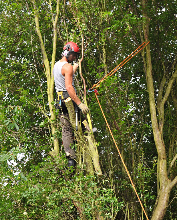 TreeSurgery280612_ 19.jpg