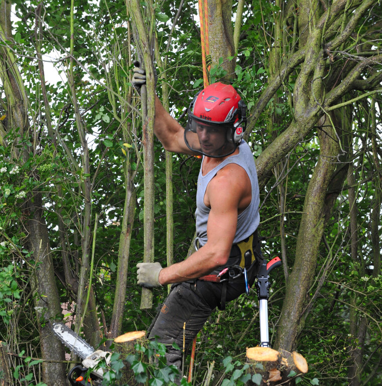 TreeSurgery280612_ 21.jpg