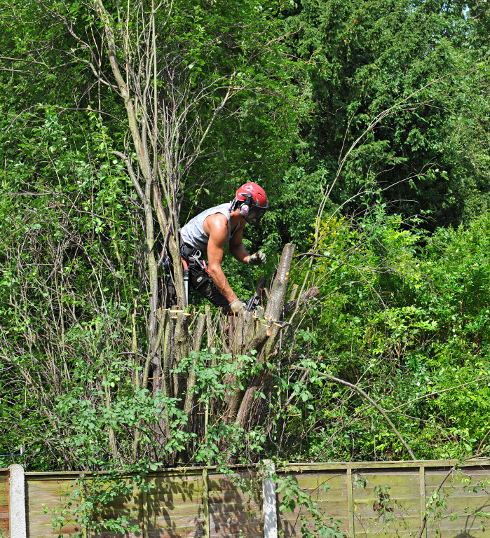TreeSurgery280612_ 54.jpg