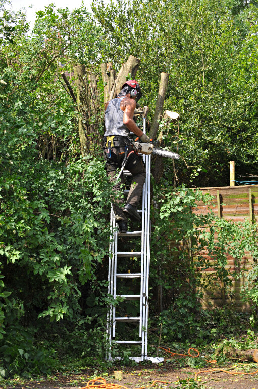 TreeSurgery280612_ 62.jpg