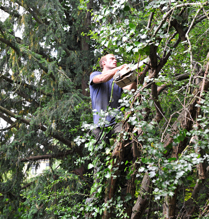 TreeSurgery280612_ 71.jpg