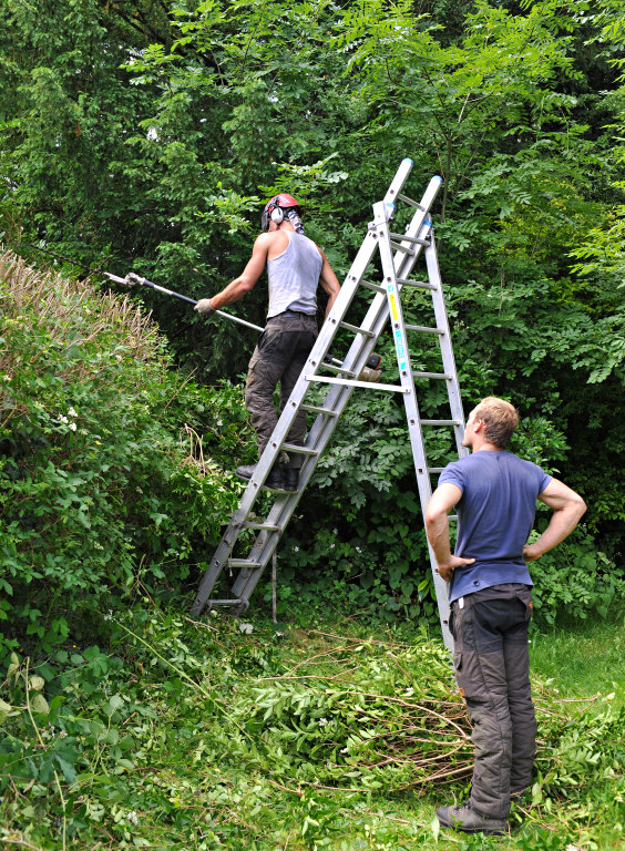 TreeSurgery280612_ 83.jpg