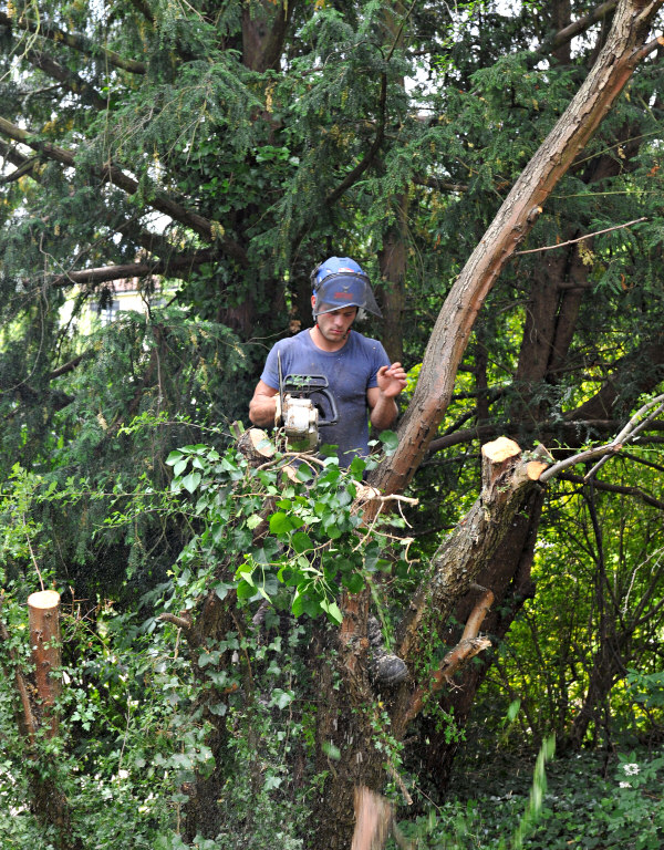 TreeSurgery280612_ b100.jpg