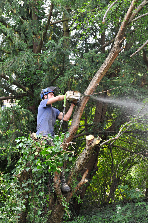 TreeSurgery280612_ b101.jpg