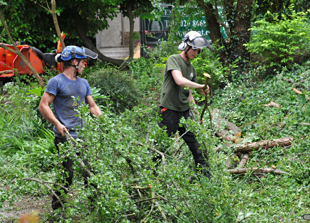 TreeSurgery280612_ b114.jpg