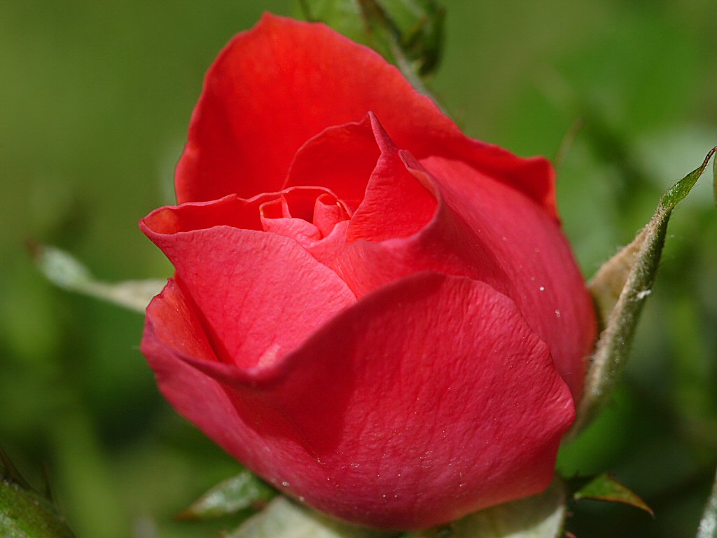 Rose 44.jpg