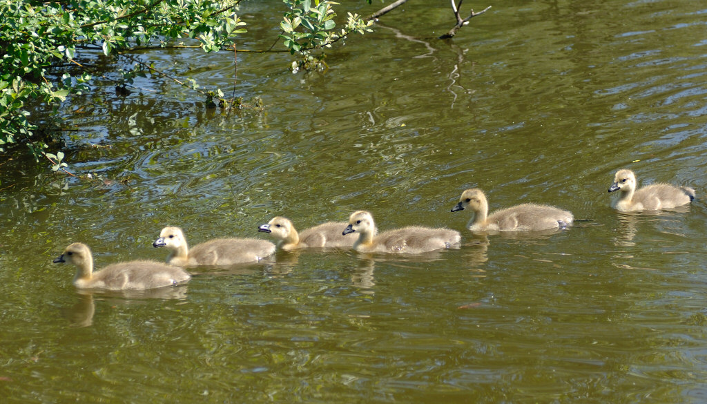 Goslings 15.jpg