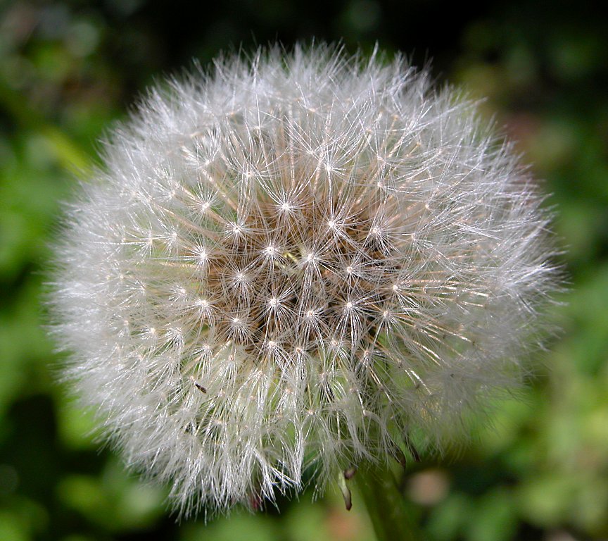 Dandelion 02.jpg