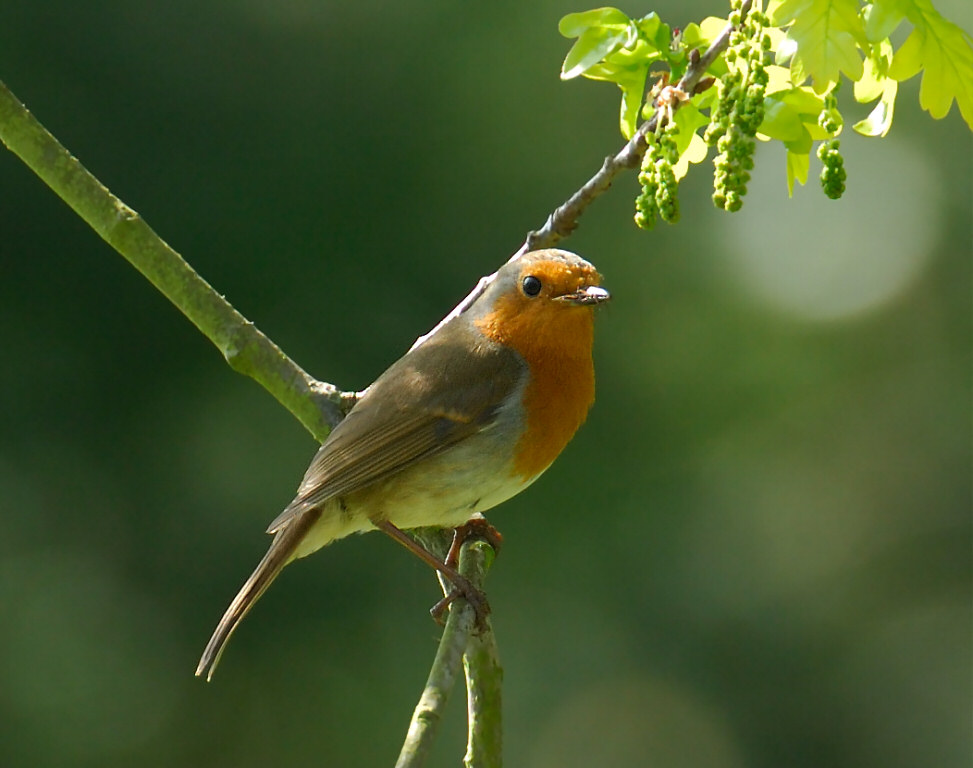 Robin 44.jpg