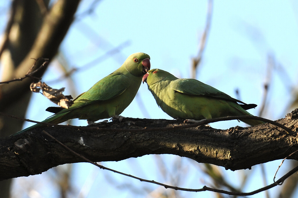 Parakeet 27.jpg