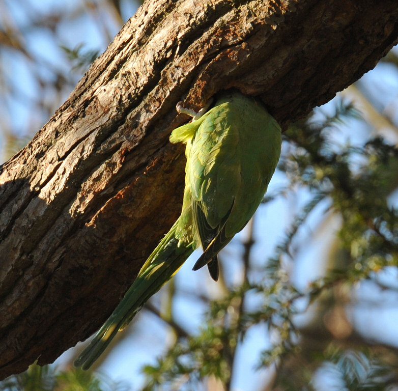Parakeet 40.jpg
