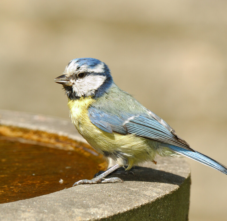 Bluetit 66.jpg
