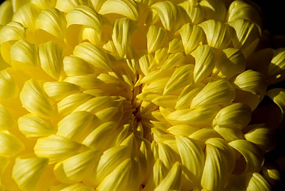Chrysanthanim