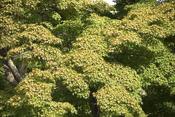Japanese Maple