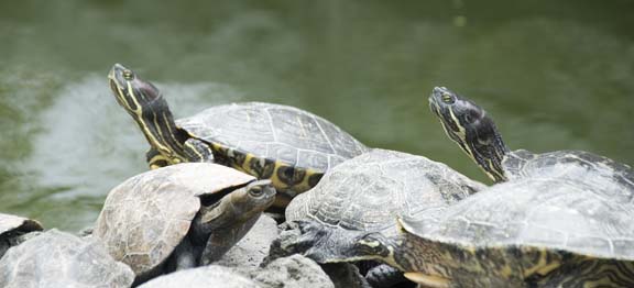 Turtles