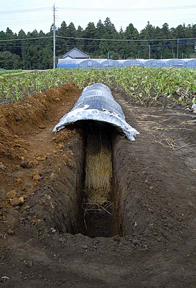 Trench Agriculture