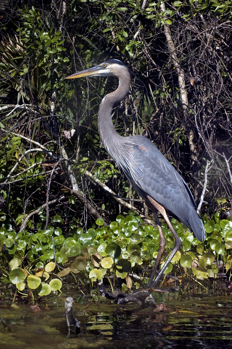 Great Blue Heron (Alexander Springs)