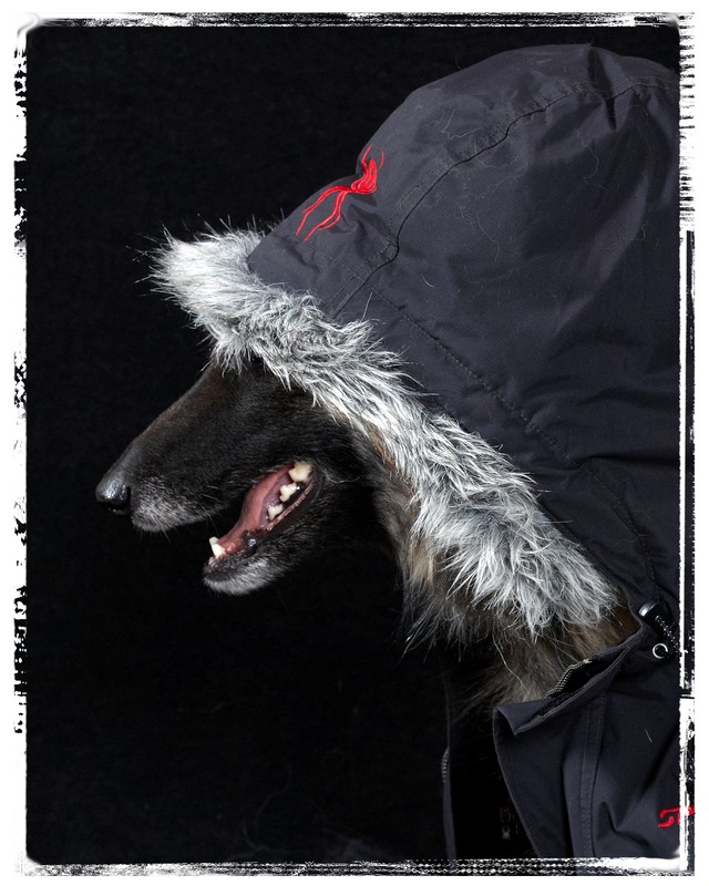 Undercover K9