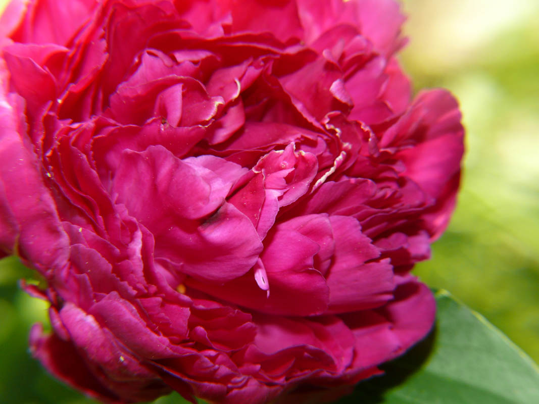 Peony