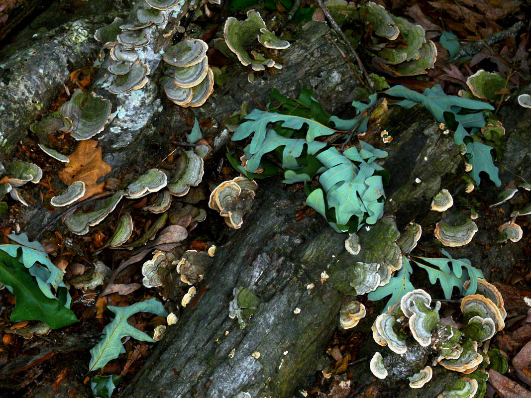 Fungus and Leaves after storms