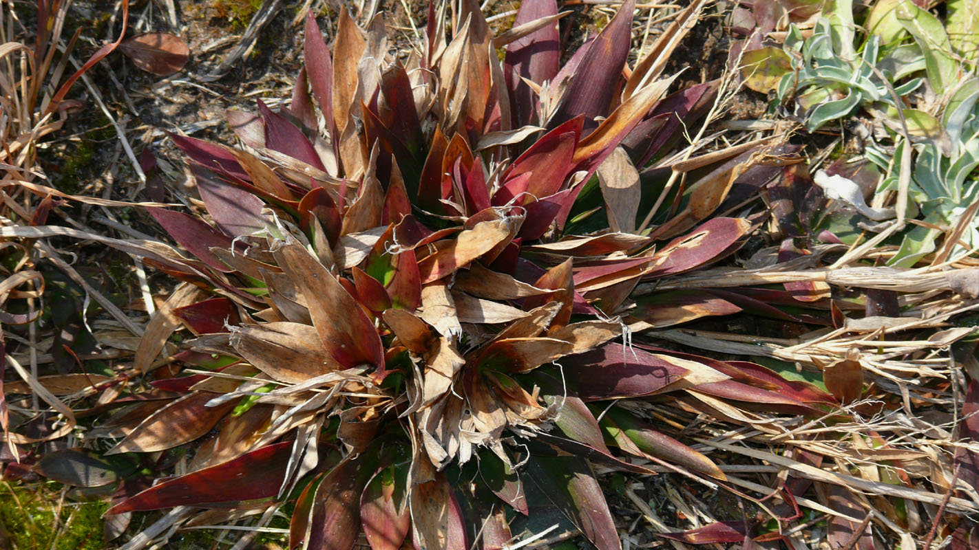 Grass Explosion