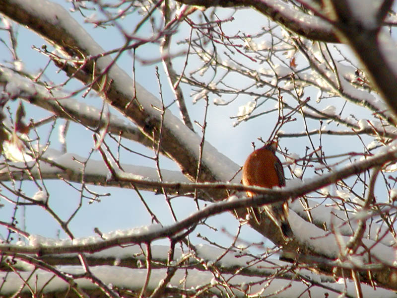 Robin