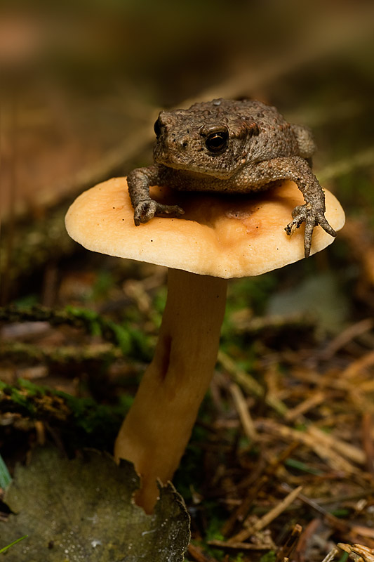Toadstool.