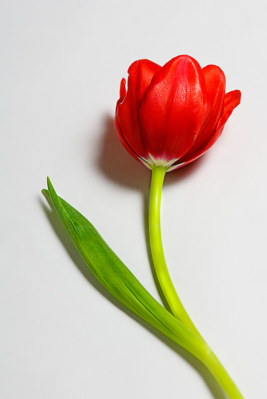 Tulip.