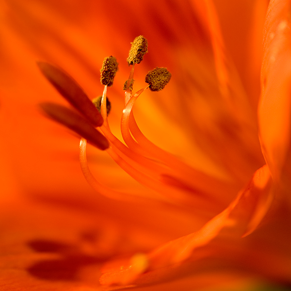 Lily.